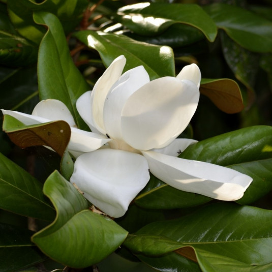 Magnolia grandiflora 'Alta'® - Magnolia blanc colonnaire persistant rustique