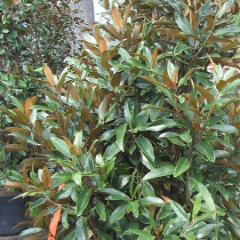 Magnolia grandiflora 'Alta'® - Magnolia blanc colonnaire persistant rustique