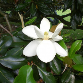 Magnolia grandiflora 'Exmouth' - Magnolia persistant d'été tardif