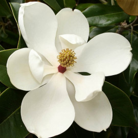 Magnolia grandiflora 'Gloriosa' - Magnolia persistant à grande fleur blanche