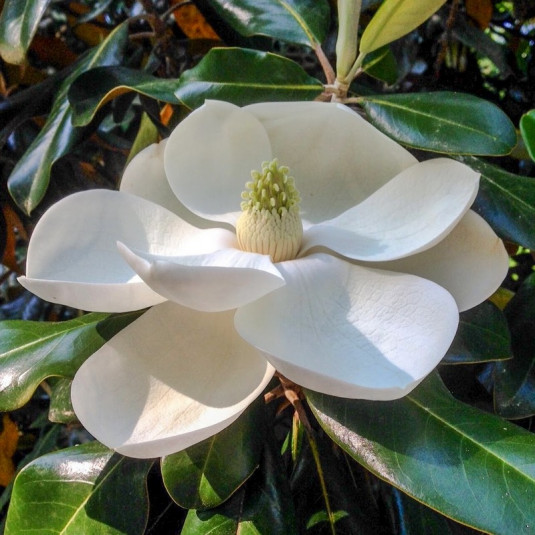 Magnolia grandiflora 'Mont Blanc'® - Magnolia persistant d'été semi-double