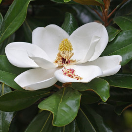 Magnolia grandiflora 'Purpan'® - Magnolia persistant d'été florifère