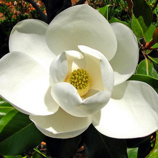 Magnolia grandiflora 'Victoria' - Magnolia persistant d'été parfumé
