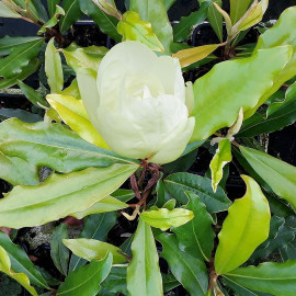 Magnolia grandiflora 'Crispa' - Magnolia d'été persistant à feuilles crispées