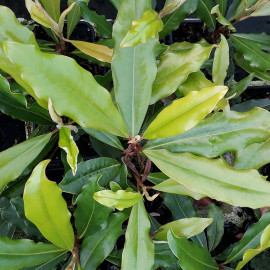 Magnolia grandiflora 'Crispa' - Magnolia d'été persistant à feuilles crispées