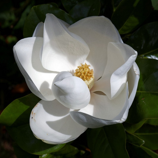 Magnolia grandiflora 'Goliath' - Magnolia persistant d'été odorant