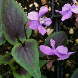 Viola Heartthrob ® - Violette panachée