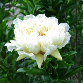 Punica granatum 'Album Plenum' - Grenadier à fleurs blanches