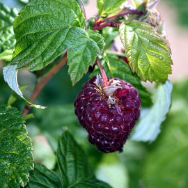 Rubus idaeus 'Glen Coe' - Framboisier à fruits pourpres