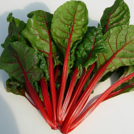 Rheum 'Salad Passion' - Rhubarbe naine