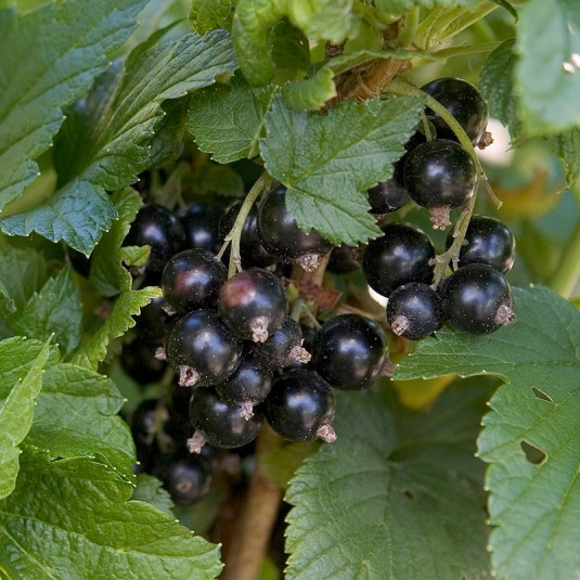 Ribes nigrum 'Géant de Boskoop' - Cassis noirs - Cassissier
