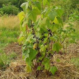 Ribes nigrum 'Géant de Boskoop' - Cassis noirs - Cassissier