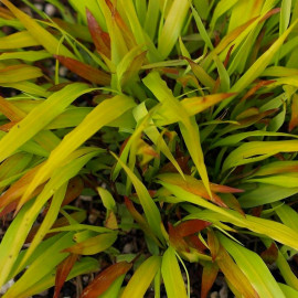 Hakonechloa macra 'Sunflare'® - Herbe du Japon bicolore