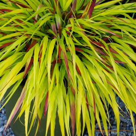 Hakonechloa macra 'Sunflare'® - Herbe du Japon bicolore