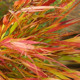 Hakonechloa macra 'Nicolas' - Herbe du Japon d'automne