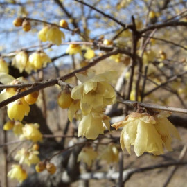 Chimonanthus praecox - Chimonanthe précoce odorant