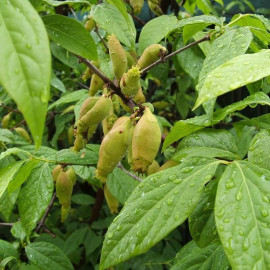 Chimonanthus praecox - Chimonanthe précoce odorant