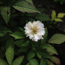Rubus rosifolius 'Coronarius' - Framboisier fleurs de rose