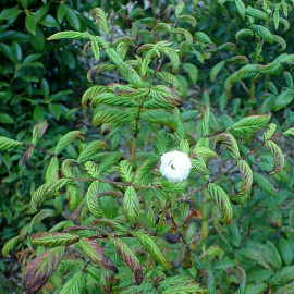 Rubus rosifolius 'Coronarius' - Framboisier fleurs de rose