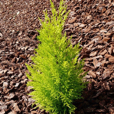 Cupressocyparis macrocarpa...