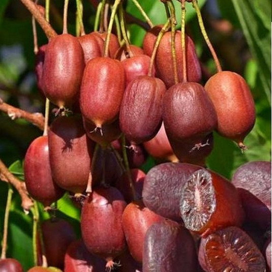 Actinidia arguta 'Scarlet September'® * - Mini-Kiwi 'Mirzan' - Kiwaï fraise