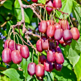 Actinidia arguta 'Scarlet September'® * - Mini-Kiwi 'Mirzan' - Kiwaï fraise