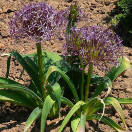 Allium christophii - Ail d'ornement persan - Etoile de Perse