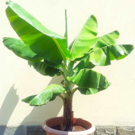 Musa acuminata 'Grand Nain' - Bananier - Banane Chiquita