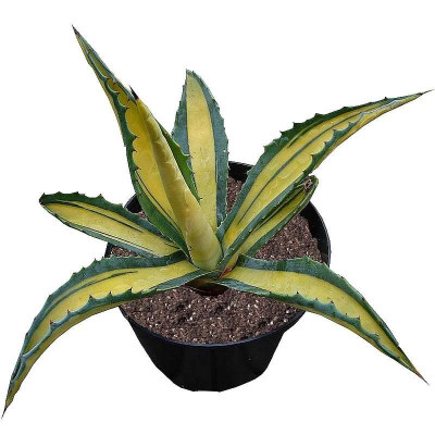 Agave americana 'Mediopicta...