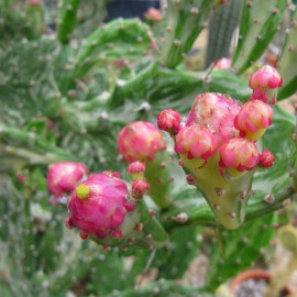 Opuntia monacantha 'Variegata' - Cactus Oponce Monacanthe panaché