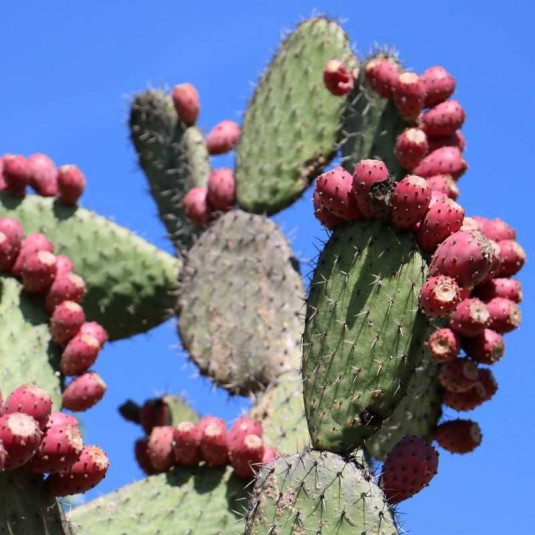 Opuntia ficus indica - Figuier de Barbarie - Cactus à figue comestible