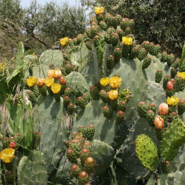 Opuntia ficus indica - Figuier de Barbarie - Cactus à figue comestible
