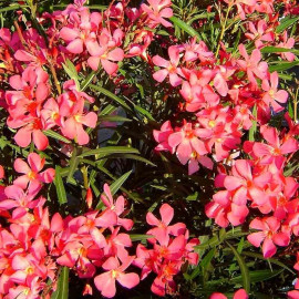 Nerium oleander 'Papa Gambetta' - Laurier rose à fleurs rouges compact