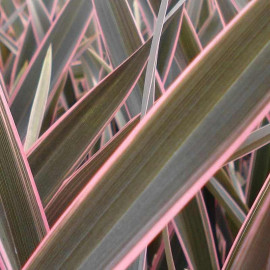 Phormium tenax 'Pink Stripe' - Lin de Nouvelle Zélande à liseret rose