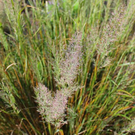 Calamagrostis brachytricha - Herbe aux diamants