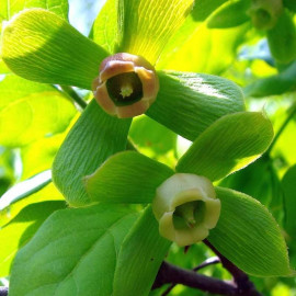 Diospyros rhombifolia - Kaki poire du Japon - Plaqueminier nain