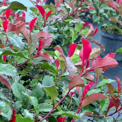 Photinia fraseri...