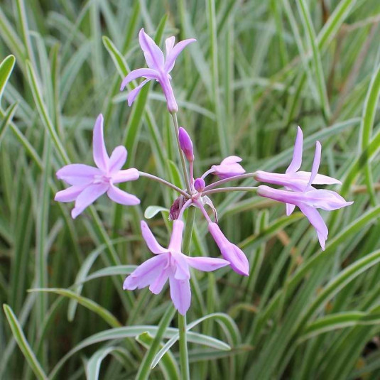 Tulbaghia violacea 'Silver Lace' - Tulbaghie panachée