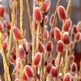Salix gracilistyla 'Mount Aso' - Saule japonais à chatons roses
