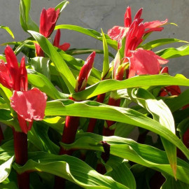 Roscoea purpurea 'Red Gurkha' - Gingembre orchidée rouge