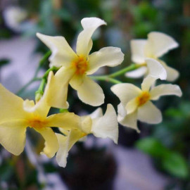 Trachelospermum jasminoides 'Star of Toscane'® - Jasmin jaune étoilé
