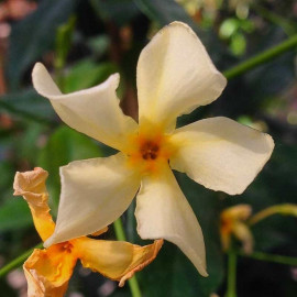 Trachelospermum jasminoides 'Star of Toscane'® - Jasmin jaune étoilé