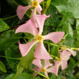 Trachelospermum jasminoides 'Rosea' - Jasmin rose étoilé - Faux jasmin