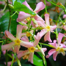 Trachelospermum jasminoides 'Rosea' - Jasmin rose étoilé - Faux jasmin
