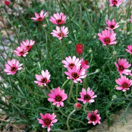 Rhodanthemum 'Pretty in Pink' - Marguerite rose du Maroc