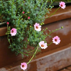 Rhodanthemum 'Pretty in Pink' - Marguerite rose du Maroc
