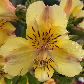 Alstroemeria Layon - Alstrœmères jaune - Lis des Incas