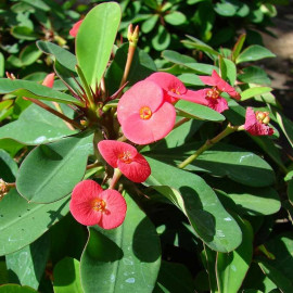 Euphorbia milii - Couronne d'épines