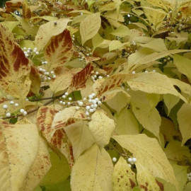 Callicarpa japonica 'Leucocarpa' - Arbuste aux bonbons blancs