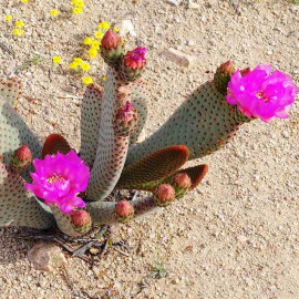 Opuntia basilaris - Oponce à fleurs roses - Cactus nain